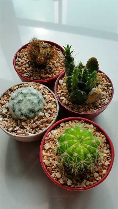 four-cactus-friends