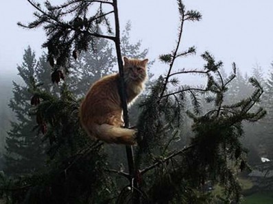 cat stuck in tree