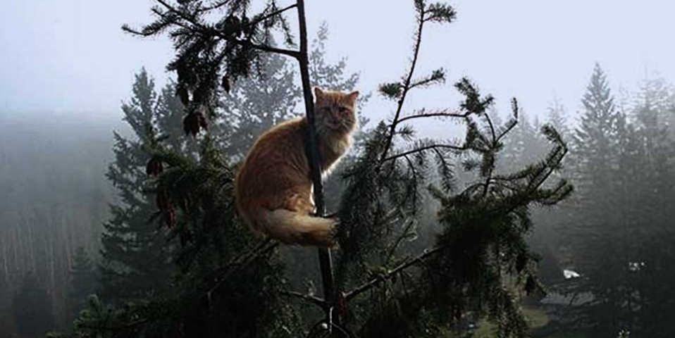 cat stuck in tree