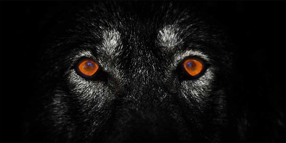 Never Cry Wolf