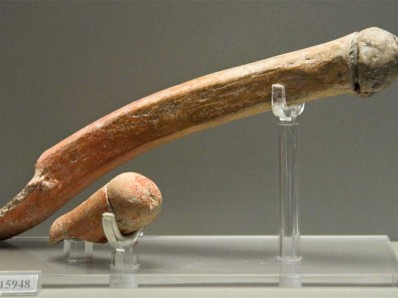 phallus