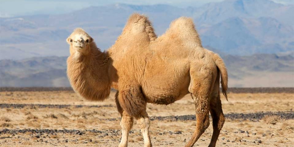 Camel Curves