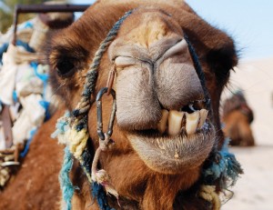 tunisia_sahara_camel-showing-teeth_0