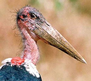 worlds-ugliest-bird