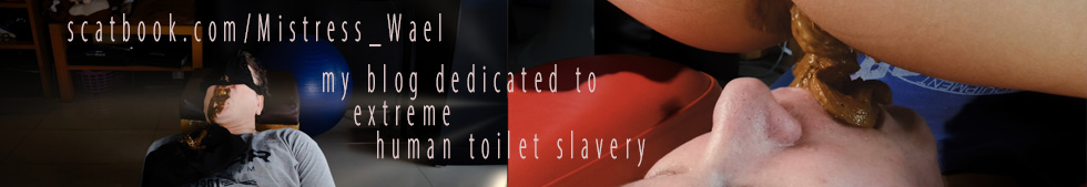 scatbook-banner