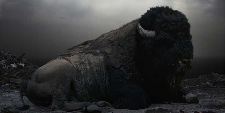 buffalo-story Mistress Wael