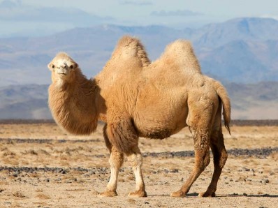 Camel Curves